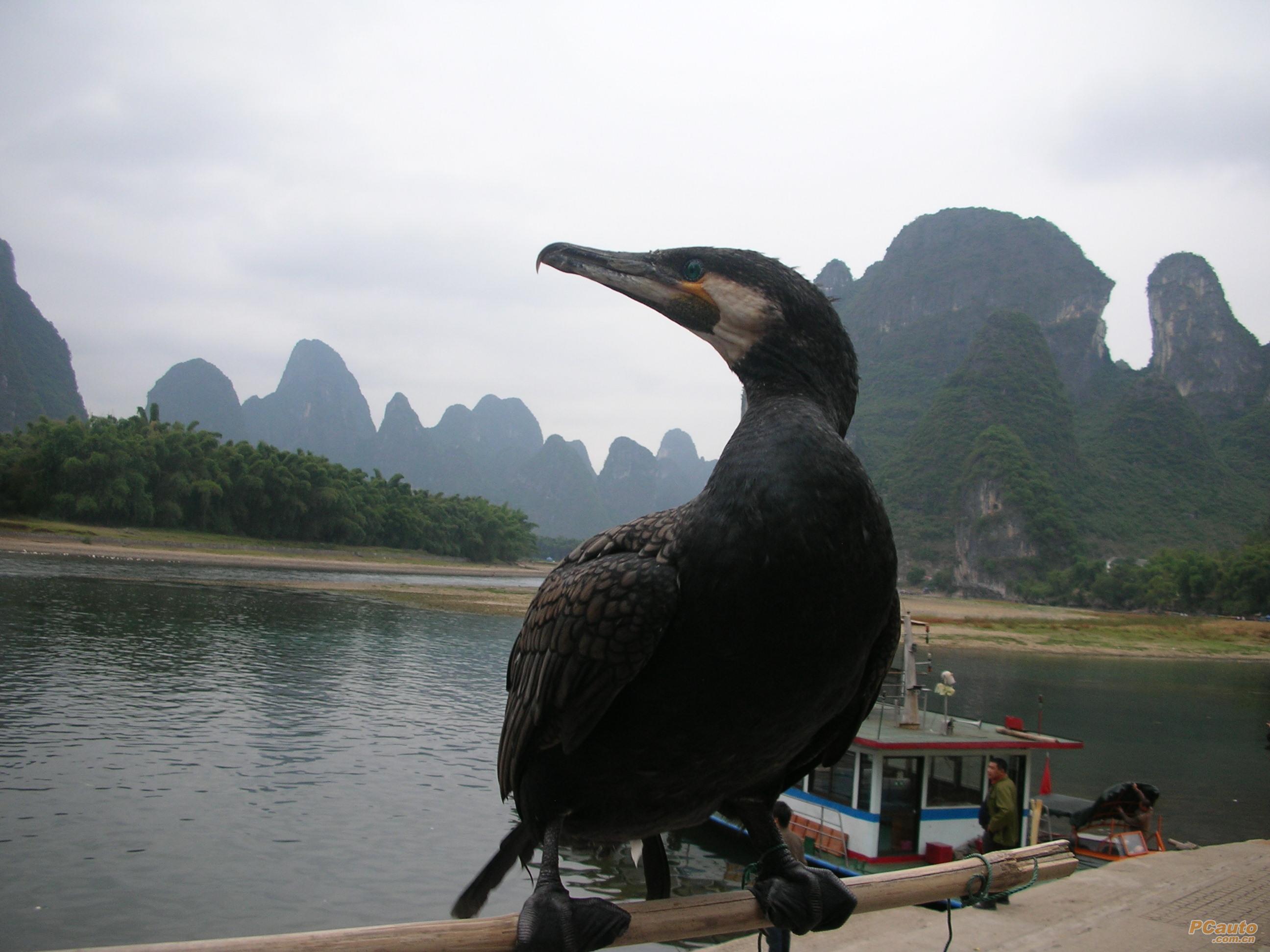 美女图库 旅游风光 桂林之无辜的鸬鹚( 2 8  标签:桂林 鸬鹚 鱼鹰 水